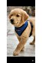 Comfortable Pet Chest Harness Size m