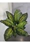 Evergreen 140cm - 4