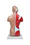 İnsan Vücudu Modeli 27 Cm - 4