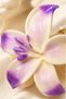 Lotus 9 cm Bone Hairpin – Large Size Hairpin with Lilac White Flower Detail - 4
