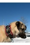 Kangal Shepherd Dog Collar with 2 Bells Genuine Buffalo Leather - 3