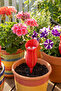 Plant Watering Container Red Distillation - 2