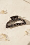 Stylish and Modern Hair Clip with Zebra Pattern Claw Clip for Women - 4