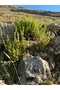 ADA ÇAYI (DALLI) - 4
