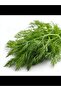 Dill Seeds for Planting – Premium Herb Seeds for Home Garden, Kitchen Garden, Pots & Containers - 2