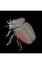 Puzzle 3D Goliath Beetle - 7