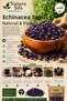 100% Natural Dried Hibiscus Herb 100 Gr for Herbal Tea and Traditional Use - 2