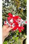 Summer Cherry Fruit Children's 4-Piece Buckle Set-3Cm Metal Clip Buckle - 3