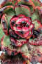 Echeveria TM - 2