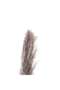 Natural Dried Pampas Grass 110cm - Natural - 7