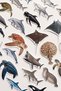 Dolphins, Whales, Sea Turtles, Jellyfish 30 Pieces Sticker Pack Waterproof Laptop Thermos Phone Sticker Set - 2