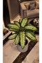 Wicker Flower Pot, Multi-Purpose Wicker Basket, Garden Organizer (18X21) - 3
