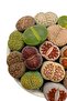 Lithops SSP - 4