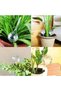 A set of 6 glass watering balls for automatic watering of plants. Suitable for both indoor and outdoor plants. Available in large and small sizes. - 5