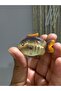 Fish Figured Hair Clip Acrylic Women's Hair Accessory - 2