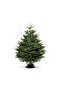 Fresh Premium Christmas Tree With Stand 230cm