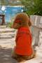 Summer Orange Linen Dog Shirt, Light Weight Construction
