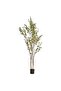 Olea Europaea Tree With Pot H240cm - Green - 4