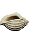 Classic 260024-C149 Jagger Shell Succulent Pot, Sand 931845 - 2