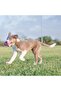 Puppy Teething Stick Puppy Dog Teething Toy S - 4