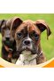 Safety chain collar, 2.5x400cm, large dogs. - 2