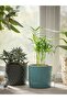 CHAMAEDOREA ELEGANS Potted plant, Parlour palm, 9 cm - 3