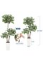 Artificial Trees Edged Banyan Tree 150CM-Realistic Faux Banyan Plant with White-Edged Leaves,Stable Included Planter,Easy Assembly,Zero-Maintenance Decor for Living Room,Bedroom,Office - 4