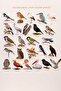 Anatolian Birds 25 Piece Sticker Pack Waterproof Laptop Thermos Phone Sticker Set - 3