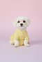 Yellow Ruffled Dog Dress – Vera Paws Soft Textured, Summer Dog Outfit