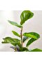 Artificial Fiddle Tree H153cm - Green - 2