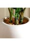Pachira Plant With Mache Pot H30.5cm - Green - 2