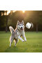 Dog Toy Durable Bouncing Ball m (6.3 cm) – for Small Breeds - 3