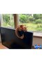 Sleeping Charizard Figure Monitor Top Accessory Pokémon Themed Decorative Object Average Size 5 cm - 3