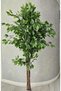 Ficus 180cm - 2