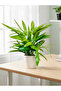 Raphis Palm - With Plastic Pot - 30cm to 40cm