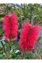 Fırça çalısı callistemon