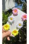 Colorful Daisy 6-Piece Clip Buckle Set (3 cm Metal Clamp Buckle) - 3