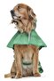 Medium and Large Breed Dog Raincoat - Frog - 5