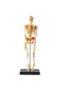 Human body model - Skeleton - 2