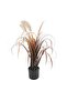 Perennial Potted Onion Grass Bush With Pampas H90cm - Brown - 3