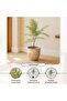 Artificial Jacaranda Tree H59cm - Green - 4