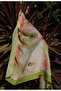 Eternal Spring - Spring Green Cotton Shawl - 3