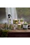 Alvea (200Ml) Harmony Pine & Eucalyptus Reed Diffuser - 4