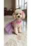 Cat Dog Tutu Skirt, Collar and Buckle