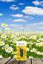 Chamomile Oil 1Gr - 3