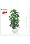 شجر مانجو صناعية حوض بلاستك { ارتفاع 120 سم } - 3
