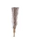 Natural Dried Pampas Grass 110cm - Natural - 6