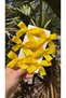 Candy Color Yellow Ribbon 6-Piece Children's Buckle Set-3Cm Metal Clip - 2