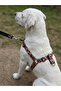 Dog Chest Harness Medium Breed Adjustable Front and Back Pulling Strap with Column Cord Leopard Pattern