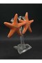 Sea Star Model Mine Handcrafted Steel Women's Earrings Summer Model Stylish Accessory Jewelry Titanium Summer Style New Gift Luck - 2